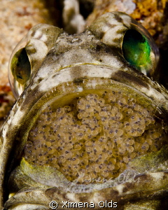 Jaw fish with eggs…less than 20% crop by Ximena Olds 